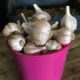 ﻿Harvesting Garlic