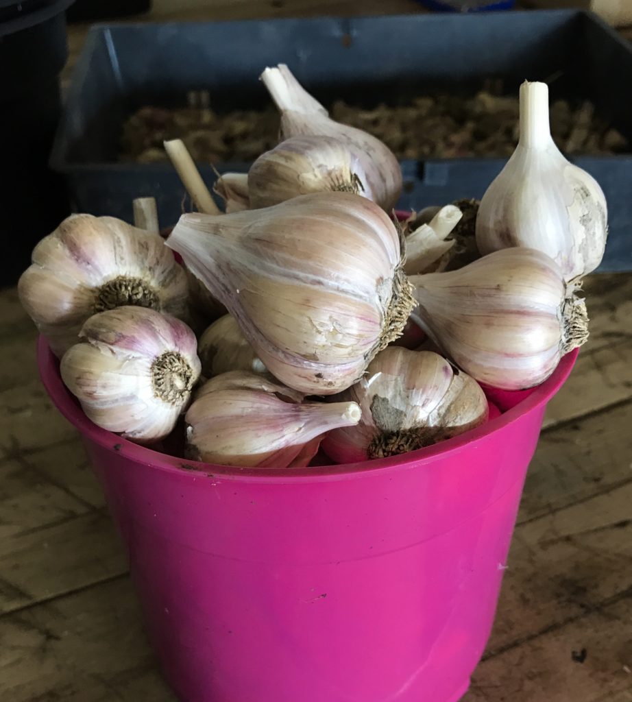 Garlic bulbs